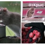 Poison pour les rats