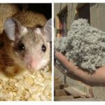 Ecowool et les souris