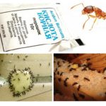Extermination de fourmis à la maison