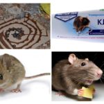 Colle pour souris