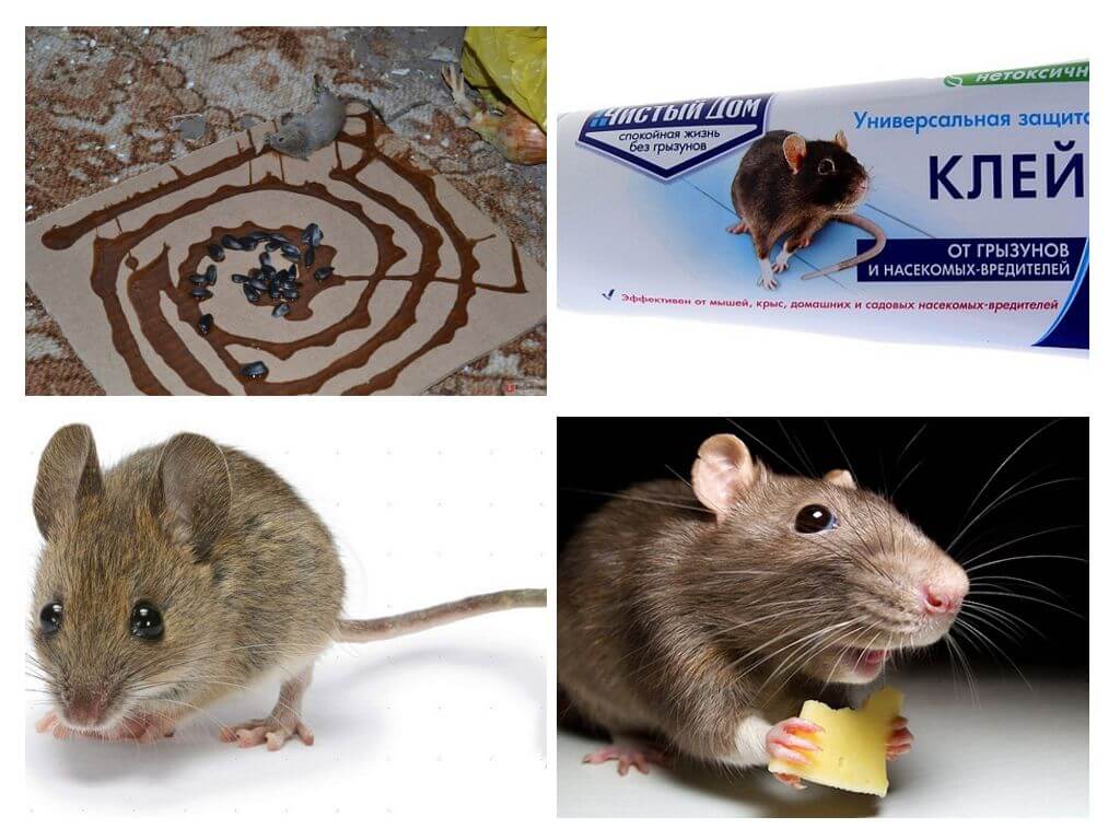 Colle pour souris