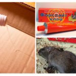 Colle de rat