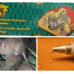 Colle de souris