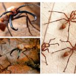 Fourmis tueuses nomades