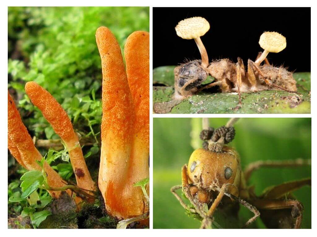 Cordyceps champignons et fourmis