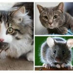 Chat et souris