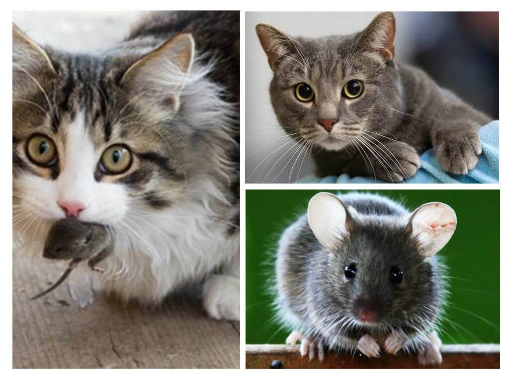 Chat et souris