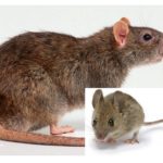 Rat et souris