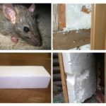 Rats et mousse