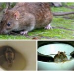 Rat dans les toilettes