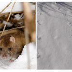 Rat en hiver