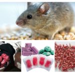 Formes de poison à rat