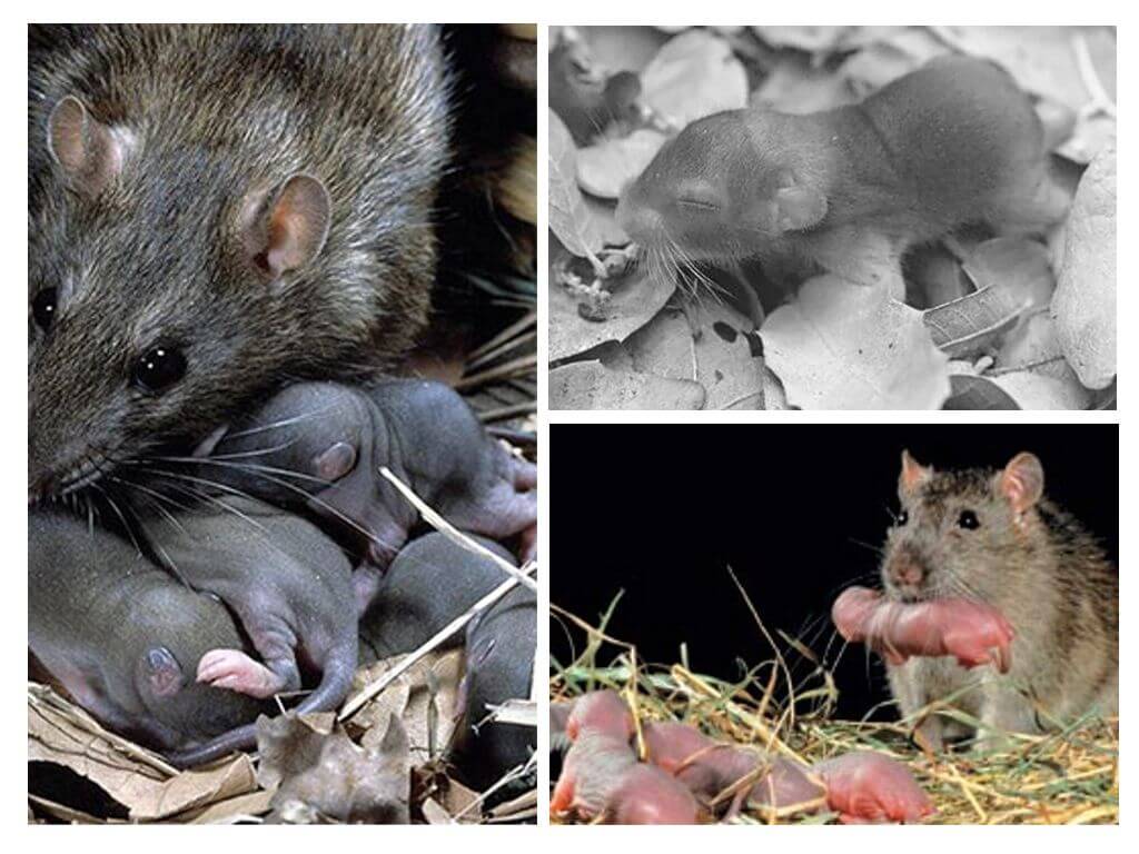 Rat avec des rats