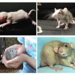 Ratons