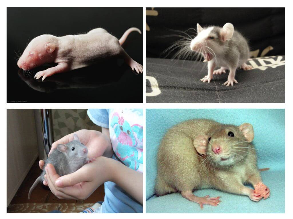 Ratons