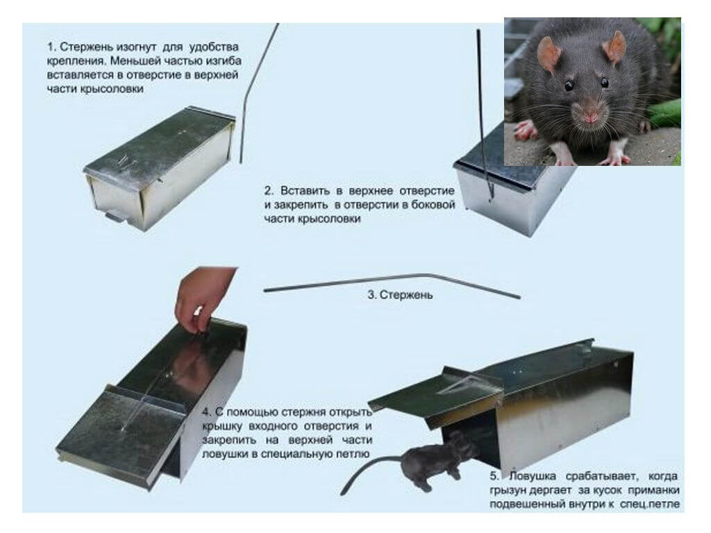 Piège à rongeurs avec description