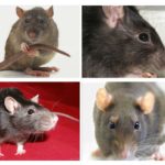 Orientation visuelle des rats
