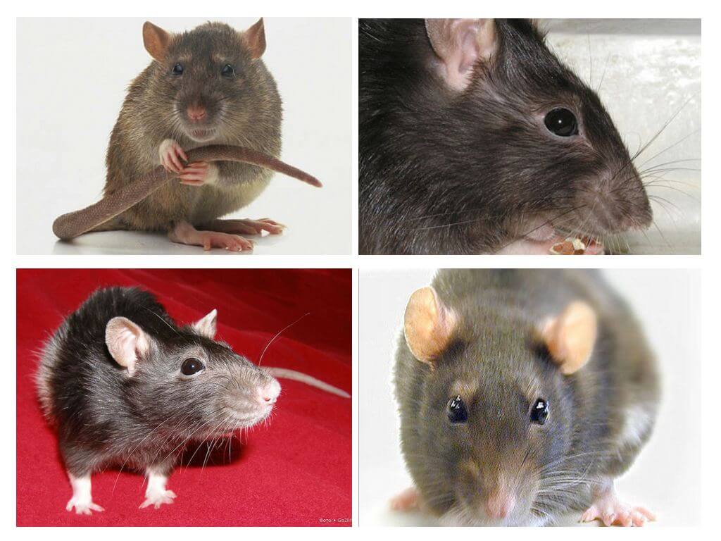 Orientation visuelle des rats