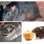 Les rats