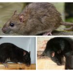 Rats noirs et gris