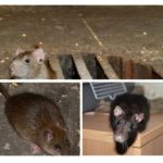 Les rats
