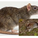 Rats et souris