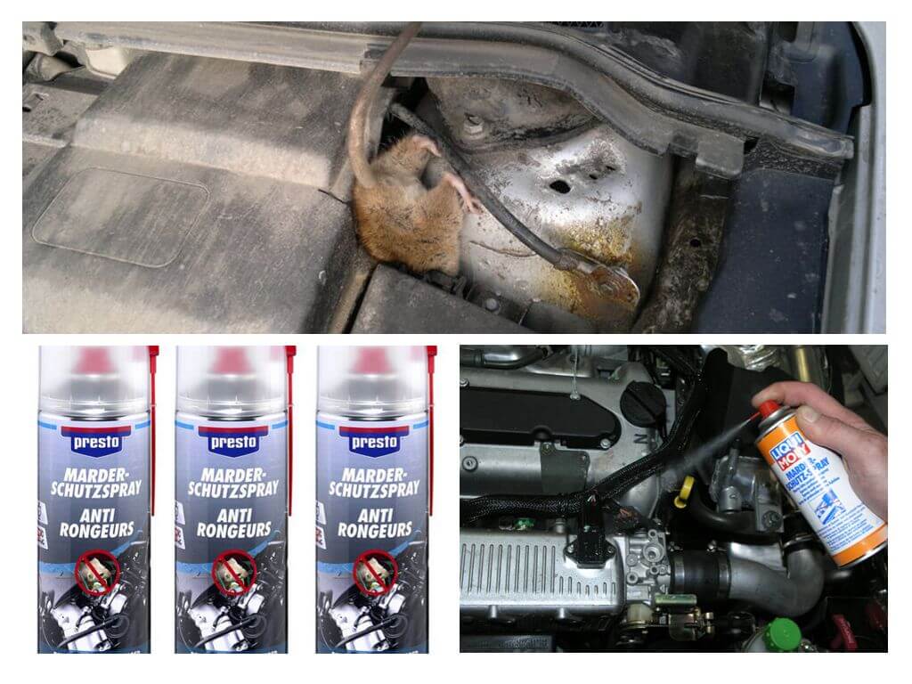 Sprays pour rats