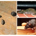 Les rats dans l'appartement