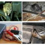 Des rats dans la voiture