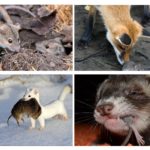 Animaux qui mangent des souris