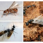 Fourmis volantes