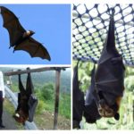 La plus grande chauve-souris