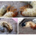 Larves d'insectes