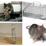 Rats de pêche