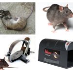 Piège à rat