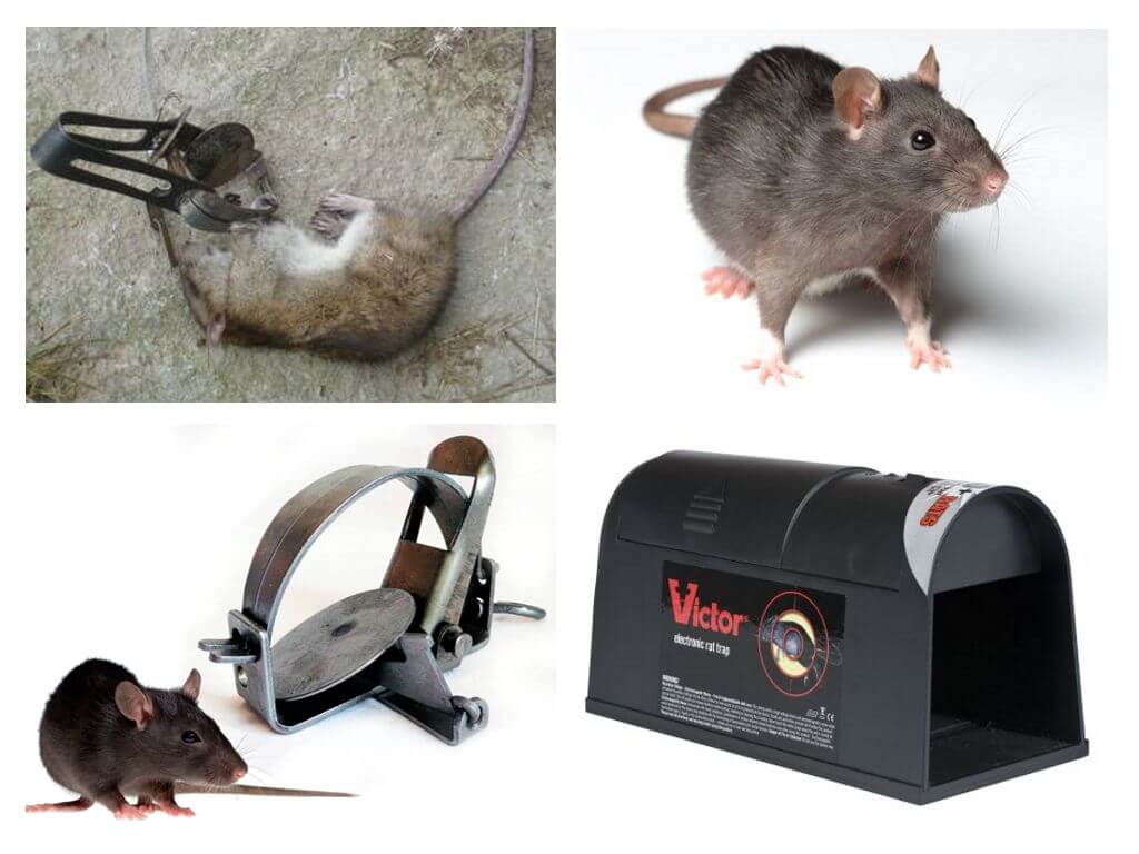 Piège à rat