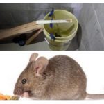 Piège à souris seau