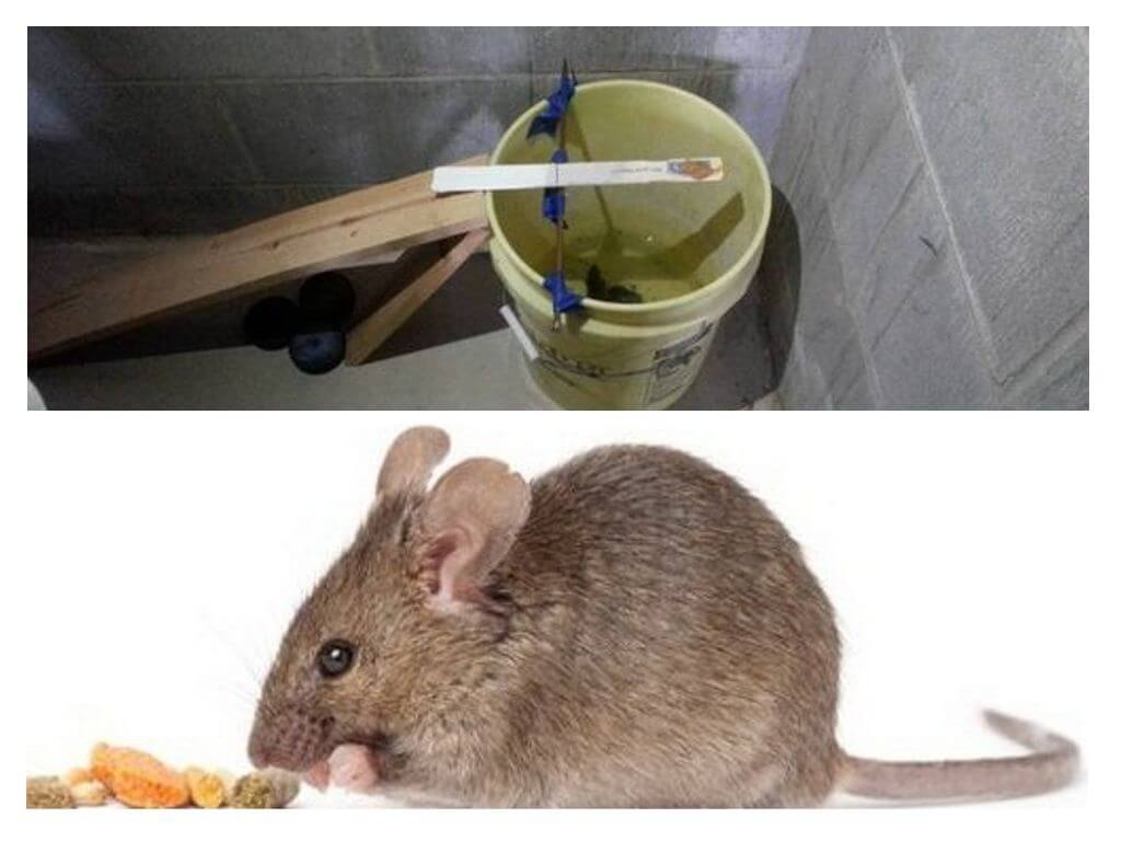 Piège à souris seau
