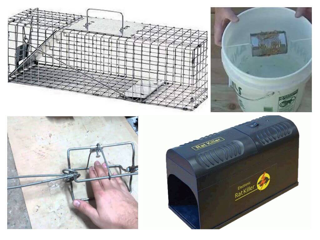 Pièges à rats