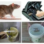 Pièges à rats