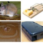Pièges à souris