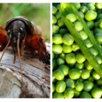 Ours et pois