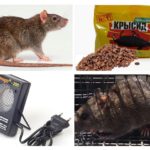 Méthodes de traitement avec les rats