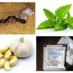 Méthodes de contrôle des fourmis