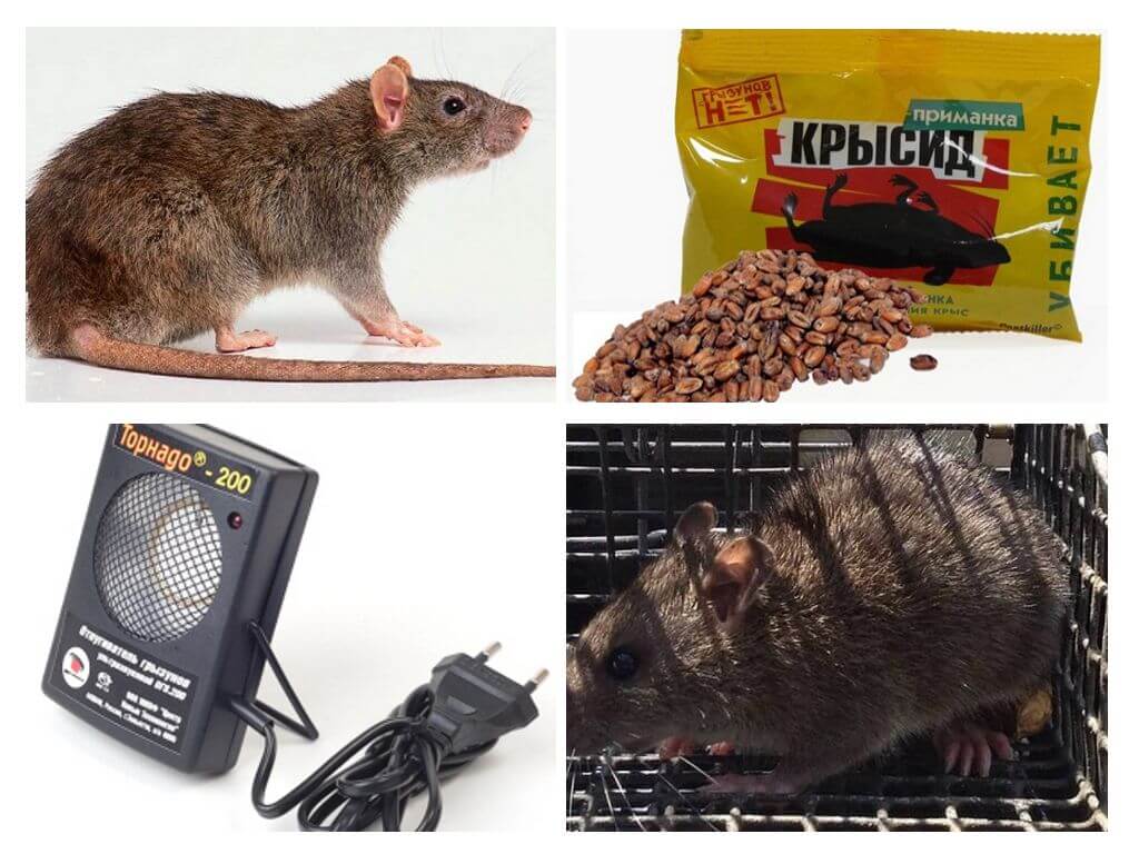 Méthodes de traitement avec les rats