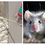 Mousse et rongeurs