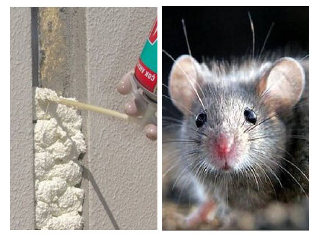 Mousse et rongeurs