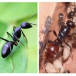Reine des fourmis