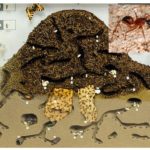 Fourmilière dans la coupe