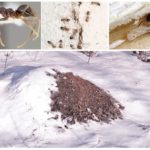 Fourmilière en hiver